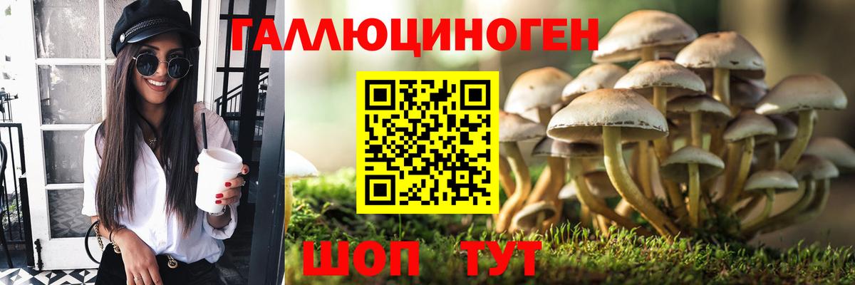Гудермес  Псилоцибиновые грибы Psilocybe  цены   Вход с VPN 